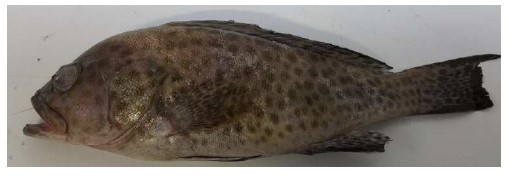 Star Pride Grouper 300/500g /kg Gross Weight by Weight | Star Pride 石斑鱼 /kg 含冰 毛重 称重
