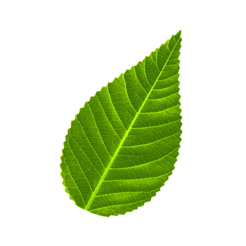 装饰用 寿司绿叶 200片/ 包  | Sushi Decoration Green Leaves 200 Pcs/ Bag