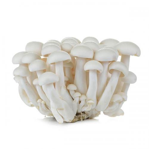 新鲜 白玉菇 150g