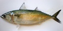 Star Pride INDIAN Mackerel 2/4 PCS 1kg | Star Pride 印度鲭鱼 2/4 pcs 1kg